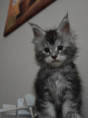 /album/3-f-lucky-life-kocour-tm-zelena-masle-cerny-stribrny-mramor-ns-22-volny-available/img-20250627-053430-jpg/