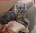 /album/4-f-lucky-life-kocour-zluta-masle-cerny-kourovy-ns-volny-available/img-20250628-150208xy-jpg/