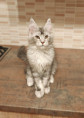 /album/k-lucky-life-kluk-modra-masle-cerny-se-stribrem-volny-available/img-20260824-230402x-jpg/