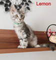/album/lemon-lucky-life-kocour-zelena-masle-ns-22-cerny-stribrny-mramor-volny-available/img-20260901-165756xy-jpg/