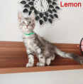 /album/lemon-lucky-life-kocour-zelena-masle-ns-22-cerny-stribrny-mramor-volny-available/img-20260901-165837xy-jpg/