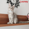 /album/2-looney-lucky-life-kocour-ns-22-cerny-stribrny-mramor-volny-available/img-20260901-165505xy-jpg/